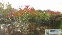 特價直銷 120公分紅葉石楠助力高品質綠化工程