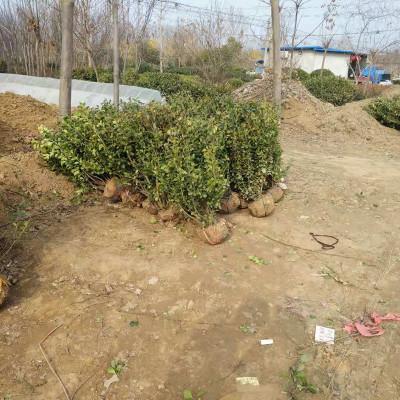 萬青園林供應優質冬紅衛矛及工程苗木，助力四季常青綠化工程