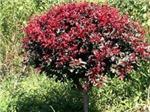四川高桿桂花,品種好的紫葉李推薦-四川萬鼎園林綠化工程提供四川高桿桂花,品種好的紫葉李推薦的相關介紹、產品、服務、圖片、價格四川成都小葉楨楠、金絲楠木、小葉楨楠、銀杏、黃葛樹、叢生香樟、